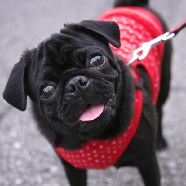 Pet Gifts for the Holidays 2014